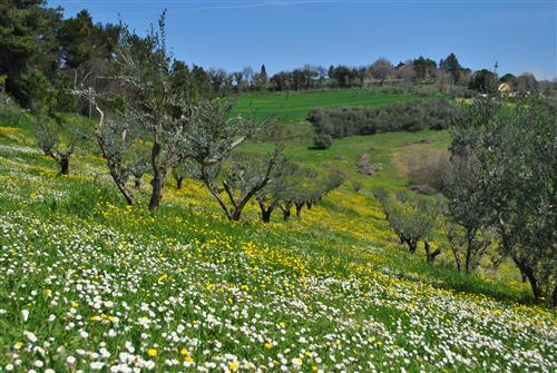 La Quercia Fano foto 46