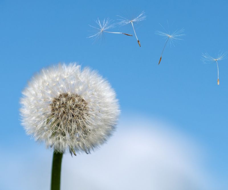 Allergie primaverili: i rimedi in farmacia e parafarmacia