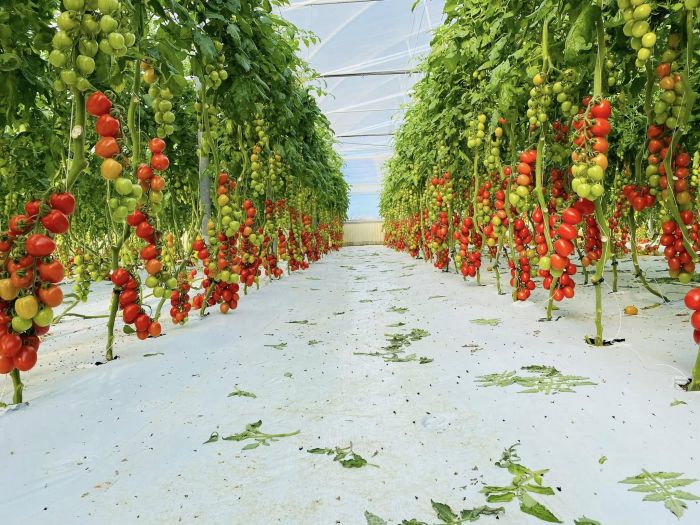 EMANUELE Vittoria foto 9