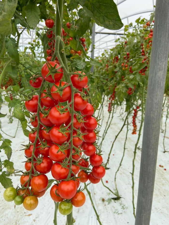 EMANUELE Vittoria foto 1