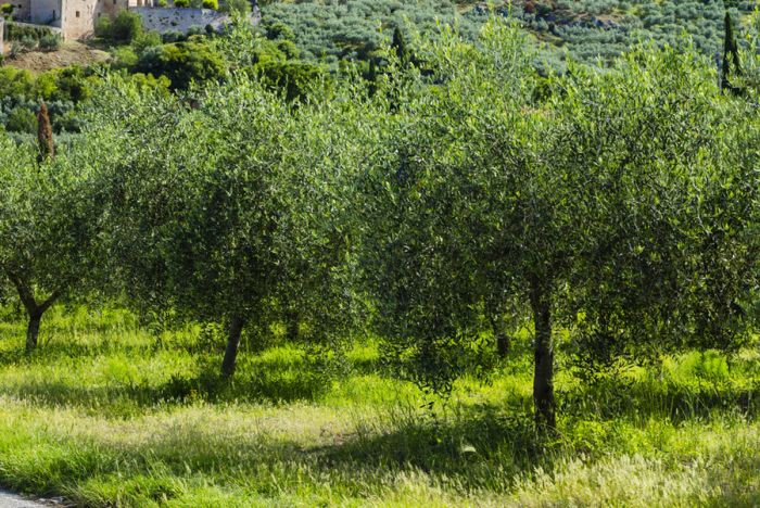 DANIELE Sansepolcro foto 1